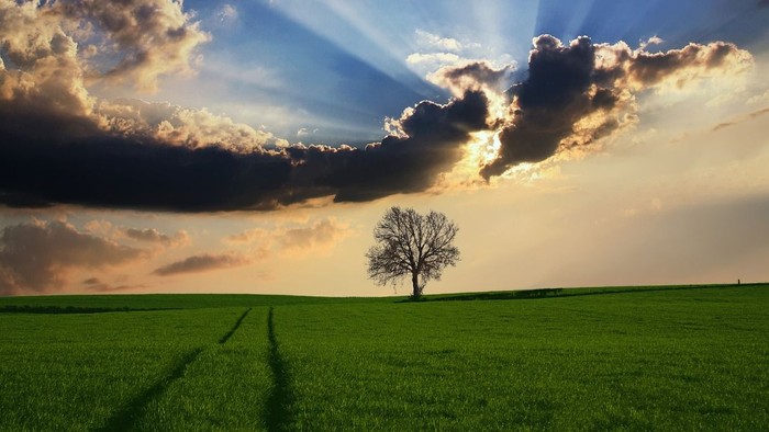 En ensom træ i en grøn mark under en dramatisk skyeret skyer.