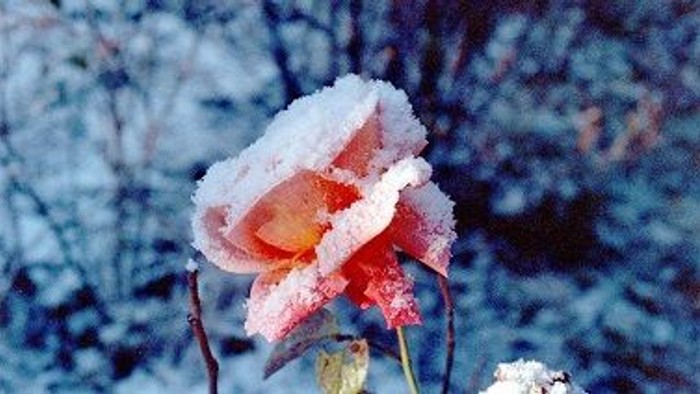 En rosenblom dækket af is i en vinterlandskab
