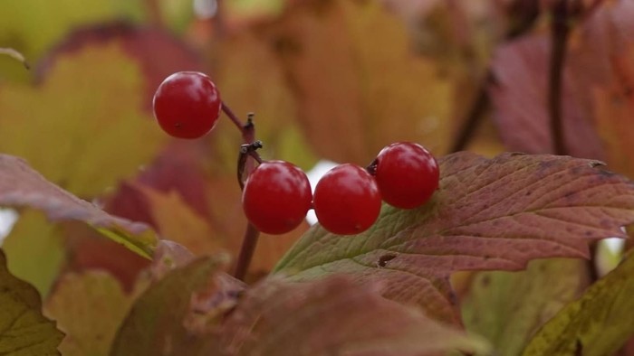 Røde bær på gren med blad.