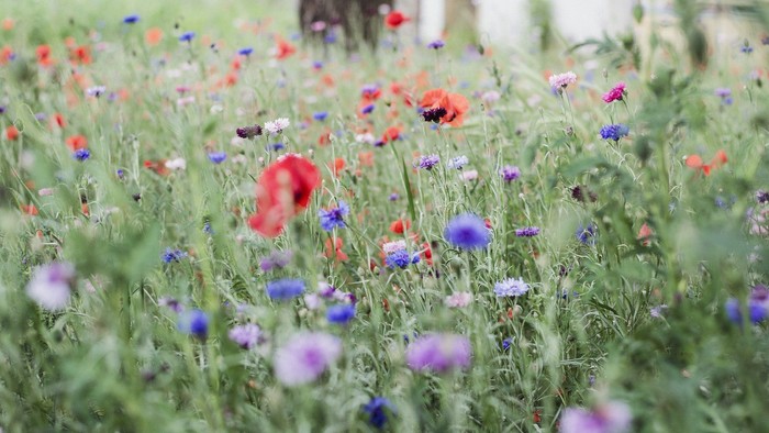 En blomstereng med røde og blå blomster.