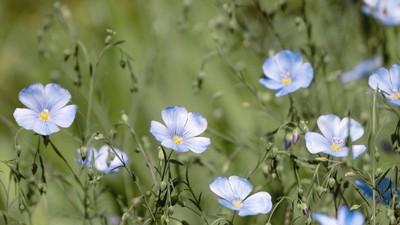 En blomstereng med blå og hvide blomster.