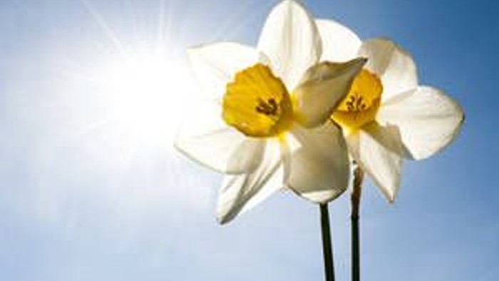 En hvid narcis med gule midter, ståender høj og stolte mod en klar blå himmel og solskin.