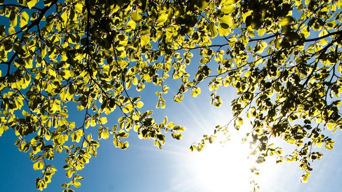 Grønne blade mod klar himmel og sol.