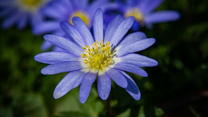 Et blå blomst med gule midte og flere blomster i baggrunden