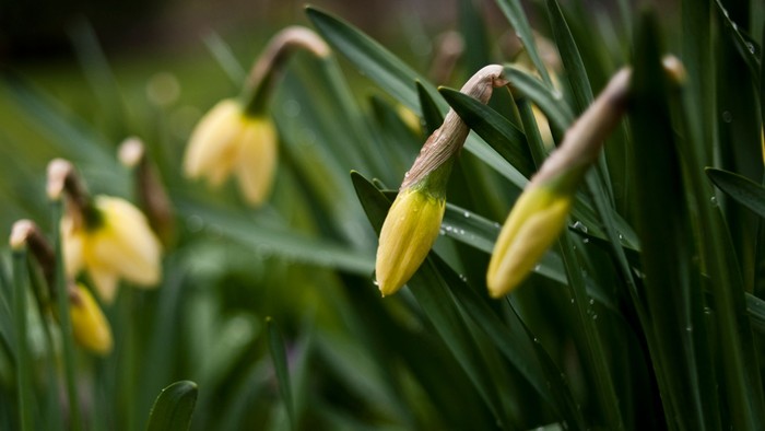 Gulde krokusblomster i grønne blade