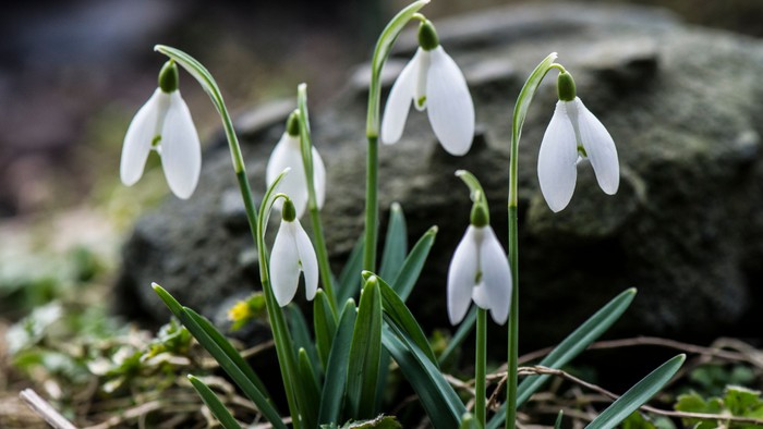 Smukke hvide snødropper vokser mellem grønne blade og sten.