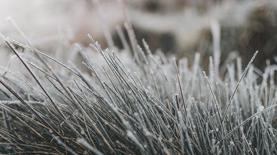 Isfrosset græs i sollys