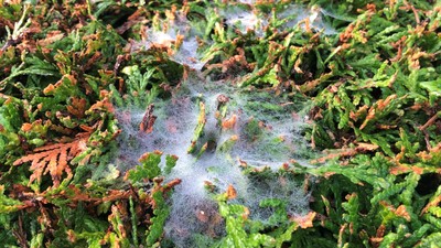 En spinder i en grøn og bladrig naturmiljø