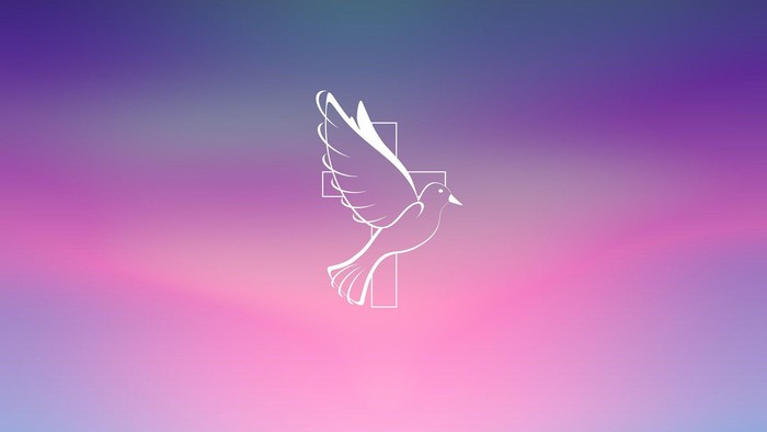 Ein weißer Vogel fliegt vor einem rosa-blauen Hintergrund