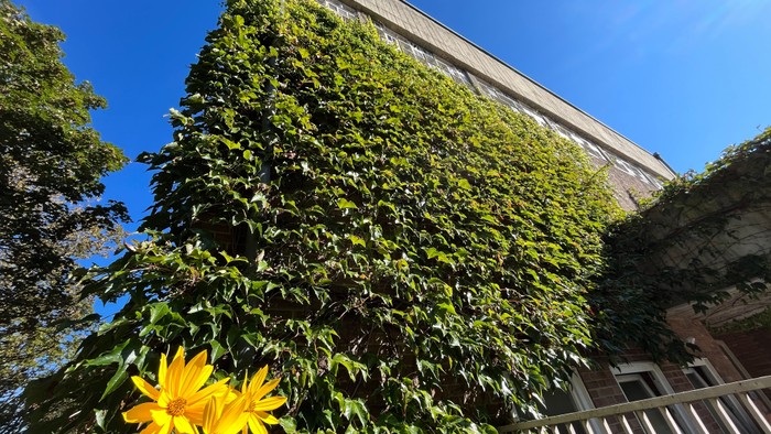 Ein Gebäude, das mit grünem Efeu bedeckt ist, mit gelben Blumen davor.
