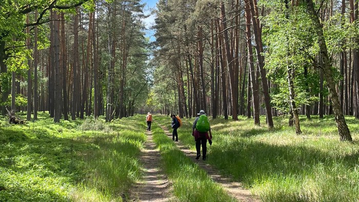 Zwei Personen laufen auf einem Waldweg durch einen grünen Wald.