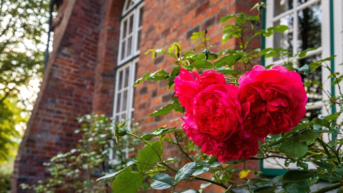 Leuchtend rote Rosen blühen vor einem Backsteingebäude mit Bogenfenstern.