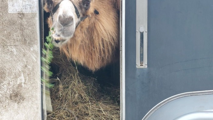 En kamel kigger nysgerrigt og tilfreds ud fra et transportkøretøj fyldt med hø.