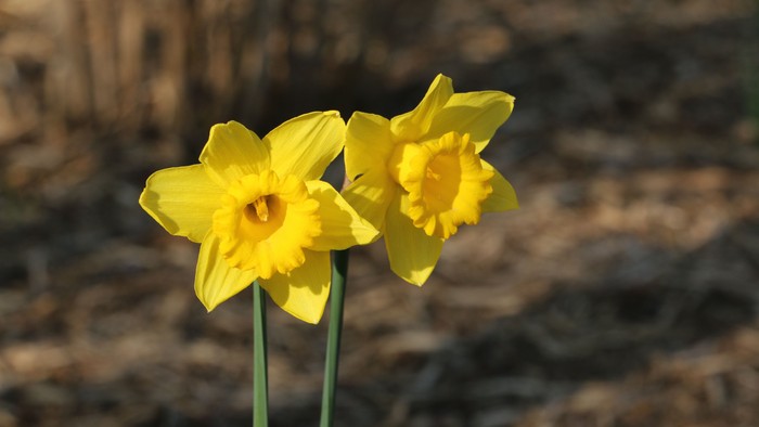 To dafoder med gule blomster og grønne stængler foran mørk og utydelig baggrund.