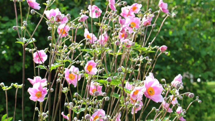 Røde og hvide blomster i en grøn og blomstrende have