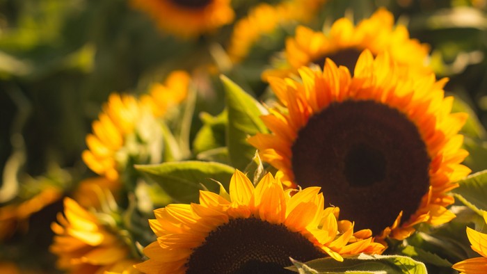 Gulde solrosen blomster i blomstring.