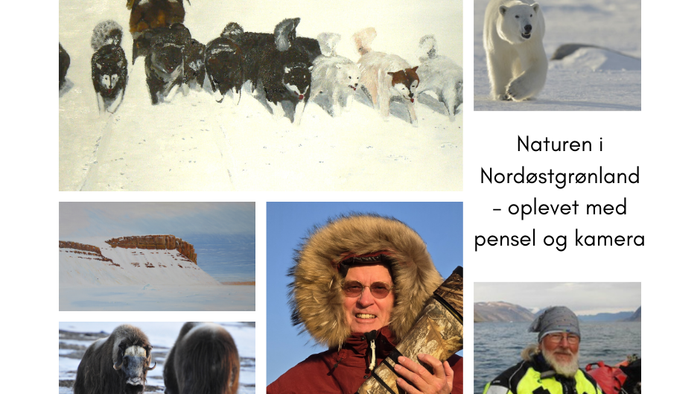 Naturbilleder fra Nordøstgrønland, inklusive bjørner og polarbjørne, optaget med pensel og kamera