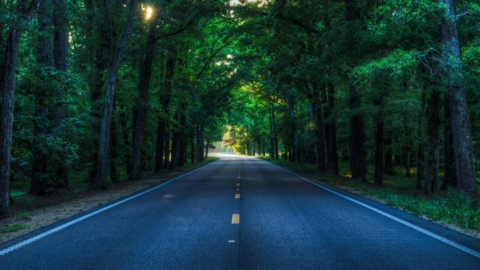 road going throuh forest