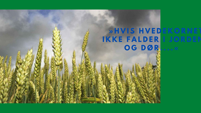 En mark med høje foderplanter under et klart blå sky.