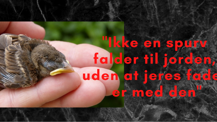 En hånd holder en spået falder til jorden, uden at jeres fodder er med den