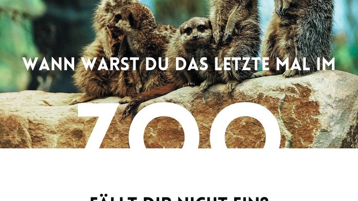 Vier Meerkatzen sitzen auf einem Felsen im Zoo, umrahmt von Text in weißer Schrift.