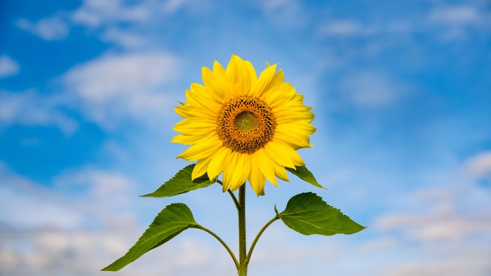 Eine einzelne Sonnenblume ragt hoch gegen einen leuchtend blauen Himmel mit verstreuten Wolken.
