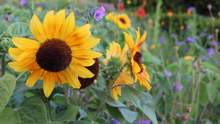 Gulder i blomsterbeet