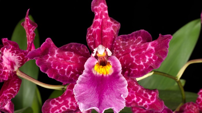 Leuchtend pink-orange Orchideenblüten mit weißen Punkten auf dunklen Hintergrund