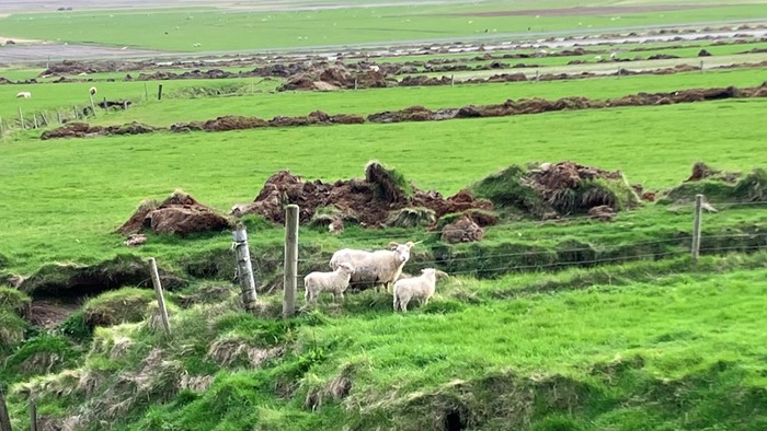 Får, der græsser på en frodig grøn mark med jordvolde og simpelt trådhegn.