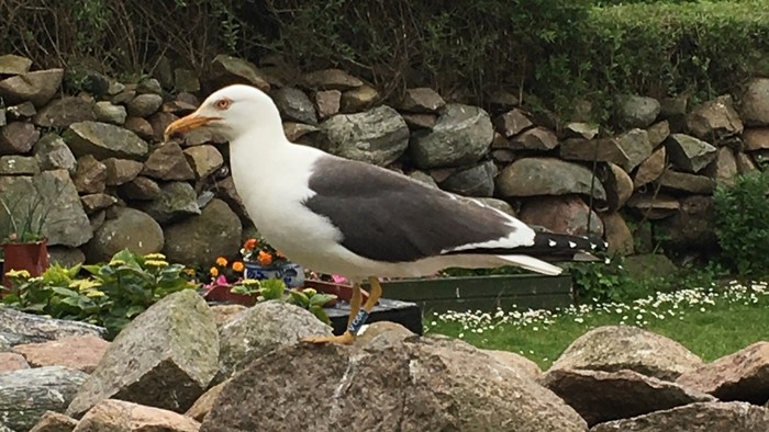 En måge står på sten nær en havedam med farverige blomster i baggrunden.