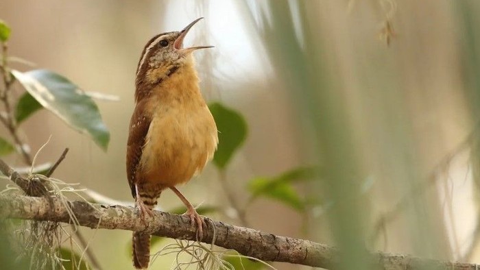 En brun og gul fugl sidder på en gren og synger.