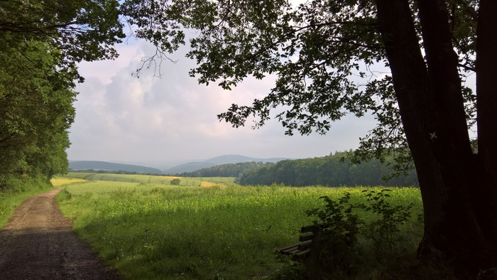 Ein Feldweg führt durch eine grüne Landschaft unter Bäumen