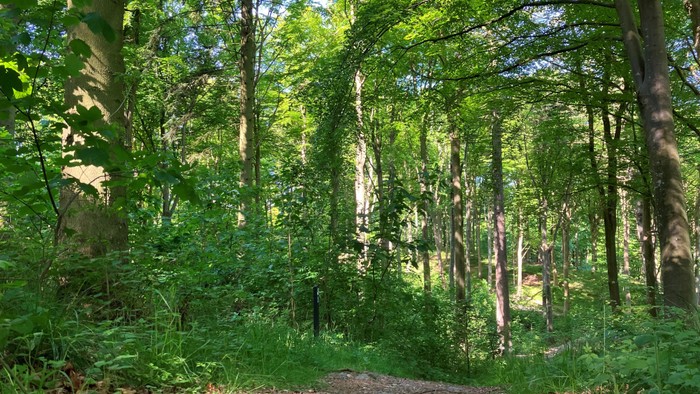 En tæt og grøn skov med høje træer og rigtig græs.