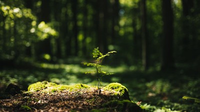 En lille plante sprutter op gennem mosen i en tæt skov.