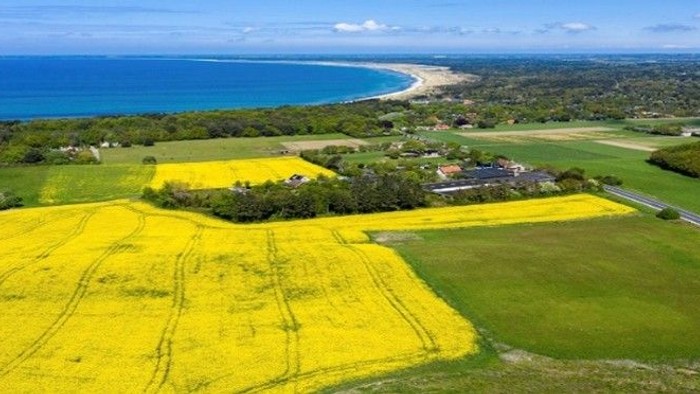 Luftfoto af kystnært landbrugsland med gule marker og en snoet vej.