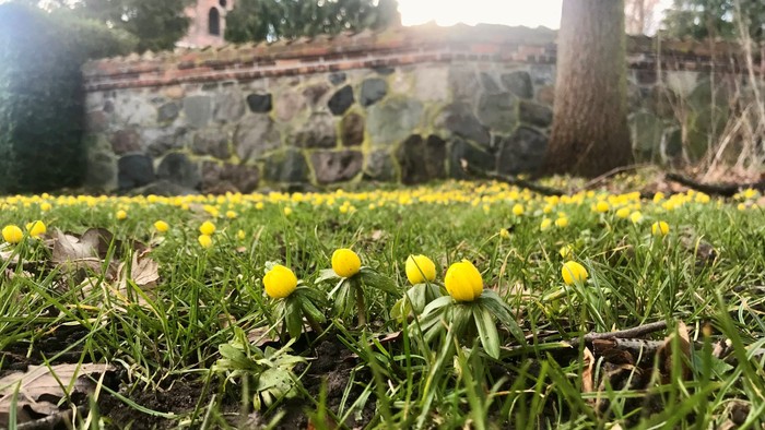 Gulde køler i forgrunden, stenmur og træ i baggrunden