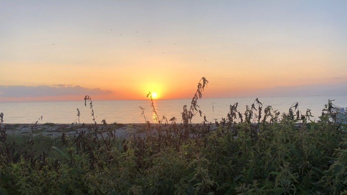 Solnedgang over havet med vegetation i forgrunden