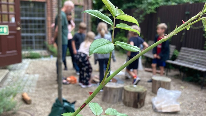En lille plant i forgrunden, gruppe af mennesker i have.