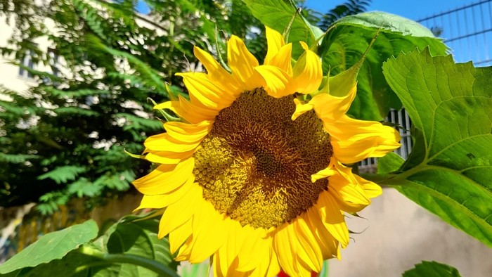 Eine leuchtend gelbe Sonnenblume vor einem Gebäude und Bäumen