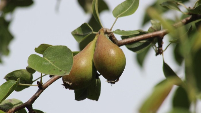 Birnen am Baum