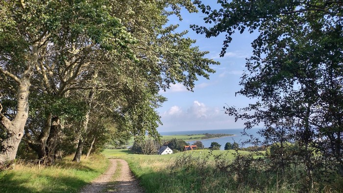 En smal jordvej gennem en grøn skov med udsigt over en åben landskab og en sø.