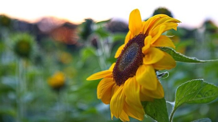 En stor gul solros med blå center i en blomsterhave