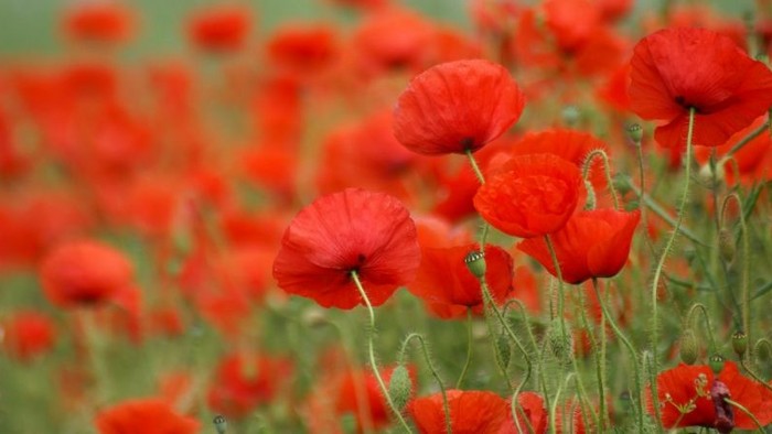 Vibrant red poppies blooming in a lush green field.