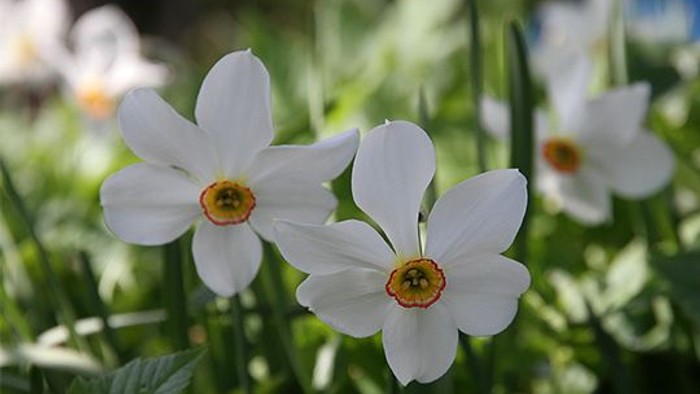 Tre hvide blomster med gule midter.