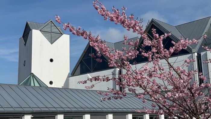 Moderne bygning med rosa kirsebærblomster foran