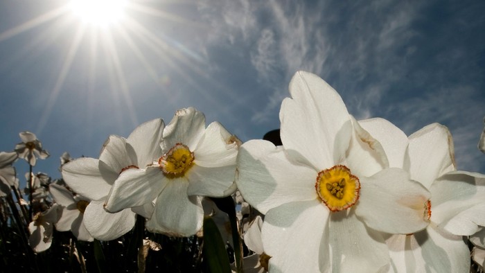 Hvide narciser under solskin