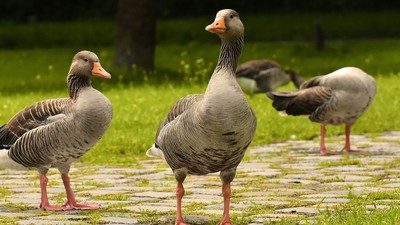 Tre grå andetræer på eng.