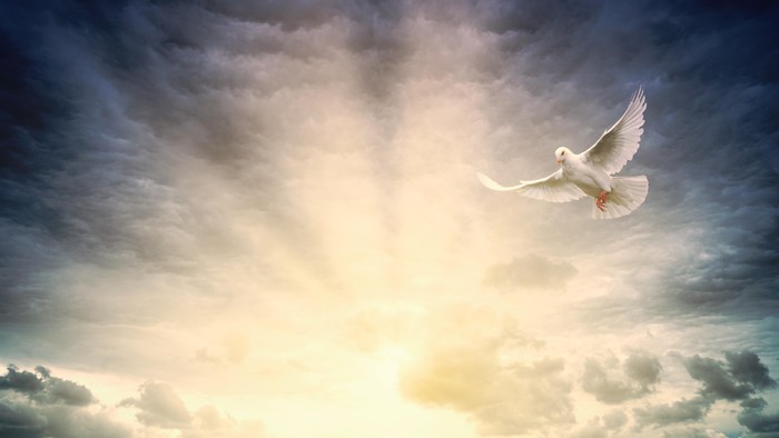 Ein weißer Vogel fliegt durch einen hell erleuchteten Himmel mit Wolken.