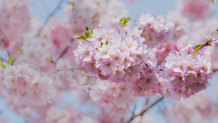 Zarte rosa Kirschblüten vor blauem Himmel
