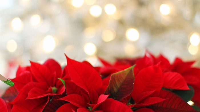 Røde poinsettier foran lyssende juletræ